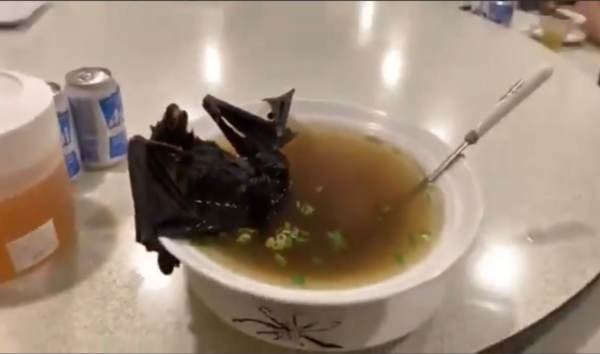 Bat Soup in China